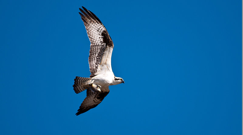 Un falco in volo a Remuzat